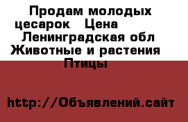 Продам молодых цесарок › Цена ­ 1 000 - Ленинградская обл. Животные и растения » Птицы   
